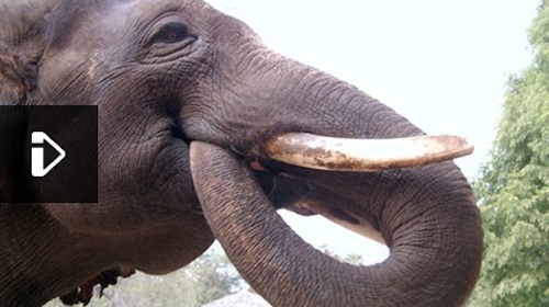 Koshik the elephant