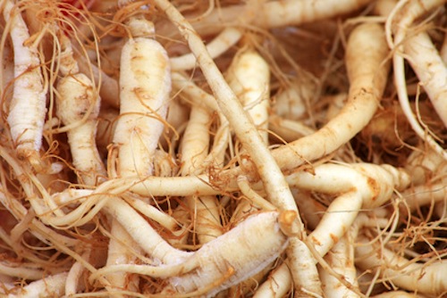 Fresh ginseng roots
