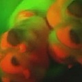 Thumbnail for post: Koreans invent day-glo beagle