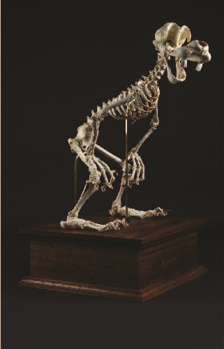 Animatus: Disney cartoon skeleton by Lee Hyung-koo