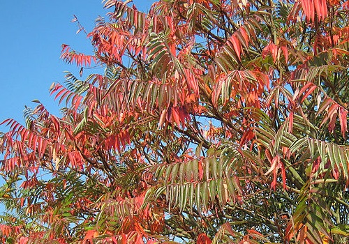 A variety of Rhus tree (source - Manfred Heyde / Wikimedia)