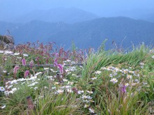Wild flowers on Cheonwangbong
