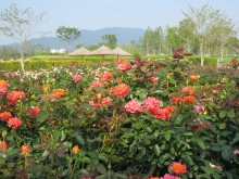 The Suncheon Rose Garden is still managing some blooms