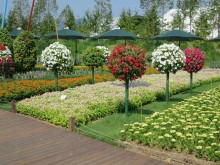 Near the Bridge of Dreams on the East side of the Dongcheon River
