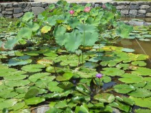 The pond of the Nobleman's Garden