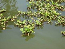 The pond of the Palace Garden