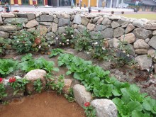 Cotton plants growing in the doctor's garden