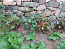Cotton plants growing in the doctor's garden