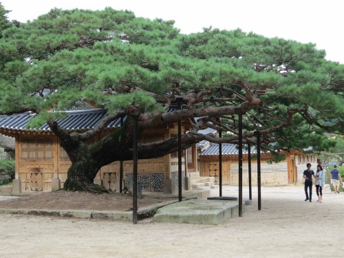 An ancient tree needs support