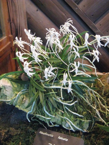 Wind orchids in Osaka Prefectural Flower Garden (photo: Kenpei / Wikipedia)