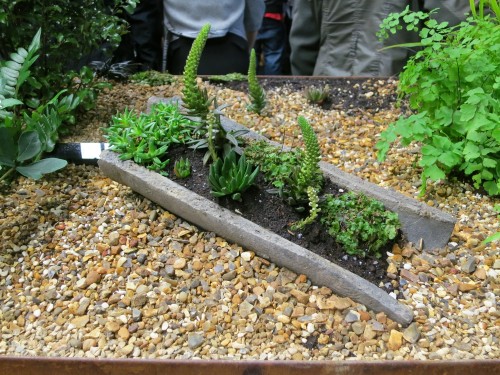 A Korean rock pine in its own self-contained garden