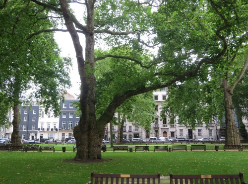 A tree in Berkeley Square