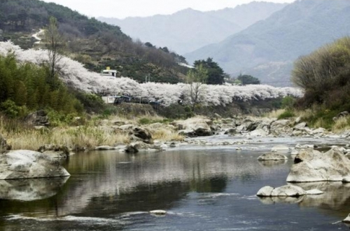 Springtime in Hwagae