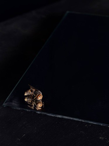 Chung Heeseung: Dead Bee (2013)