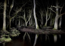 Kim Shinwook: New Forest 2012