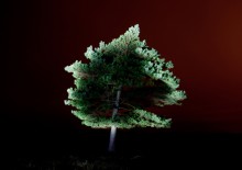 Kim Shinwook: Lyndhurst 2012,