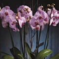 Thumbnail for post: 2014 Travel Diary day 2: Orchids for the altar
