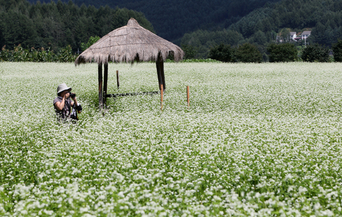 Buckwheat season in Bongpyeong