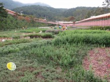 The herb garden at the Expo