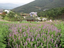 The herb garden at the Expo