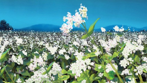 Buckwheat flowers gently waving in the moonlit breeze