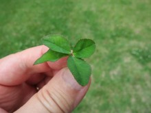 ...with four leaves...