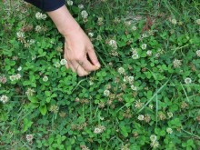 A clump of lucky clover