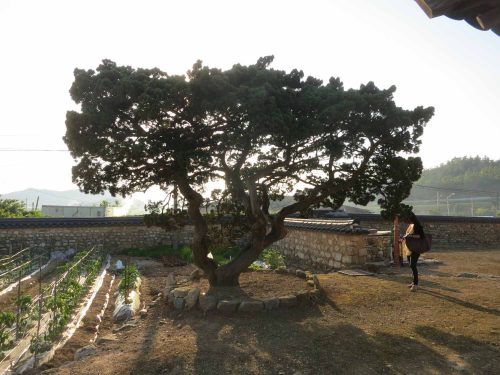 An aged tree in Yun Du-seo's yard