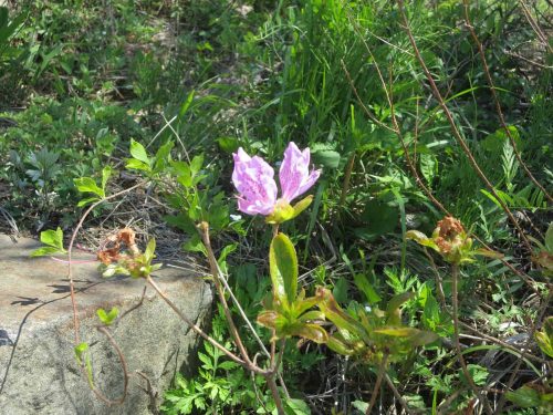 The only azalea blossom on the whole