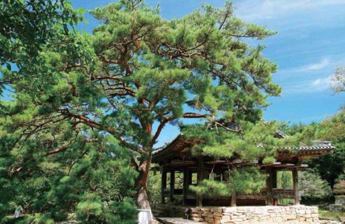 The pine tree by the Seyeonjeong