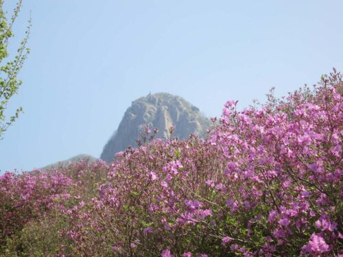 Featured image for post: 2017 travel diary 3: Sancheong – two festivals in bright pink