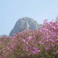 Thumbnail for post: 2017 travel diary 3: Sancheong – two festivals in bright pink
