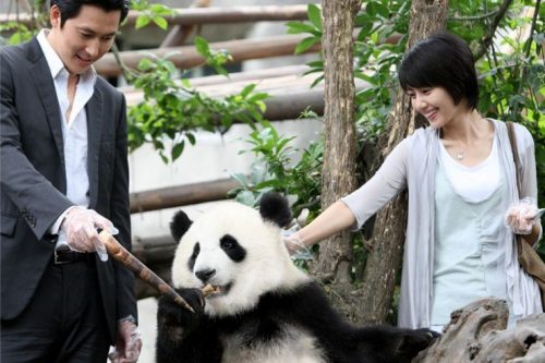 Chengdu panda