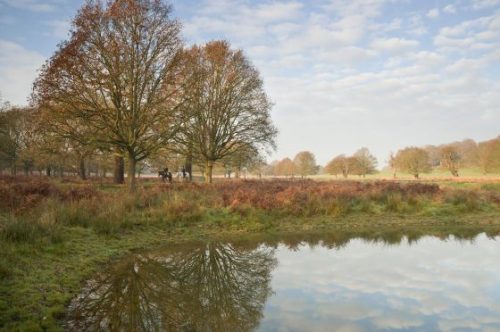 Horse riders by Attenborough Pond, Richmond Park