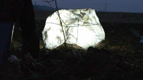 Soyoung Chung: Stone (2016)