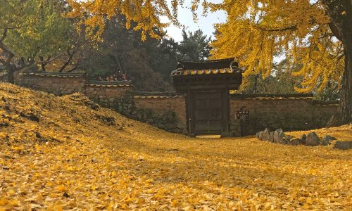 Gingko leaves at Geumsidang