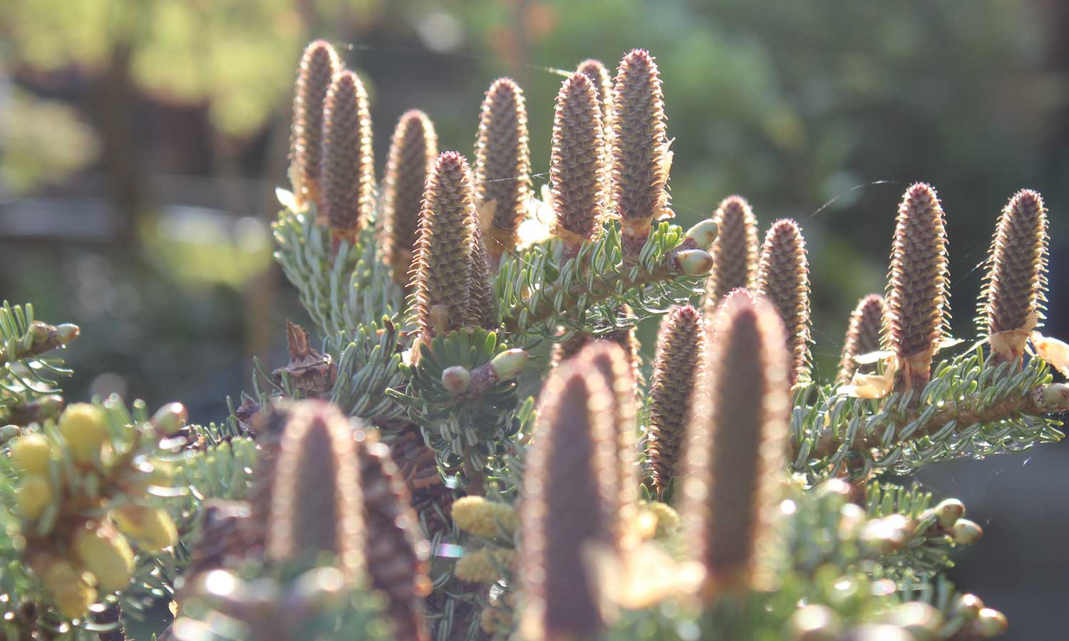 Abies Korean cones
