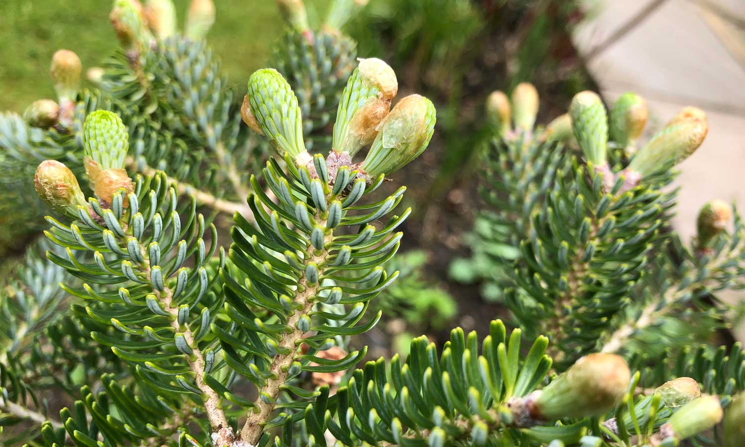 New growth on 18 April 2020