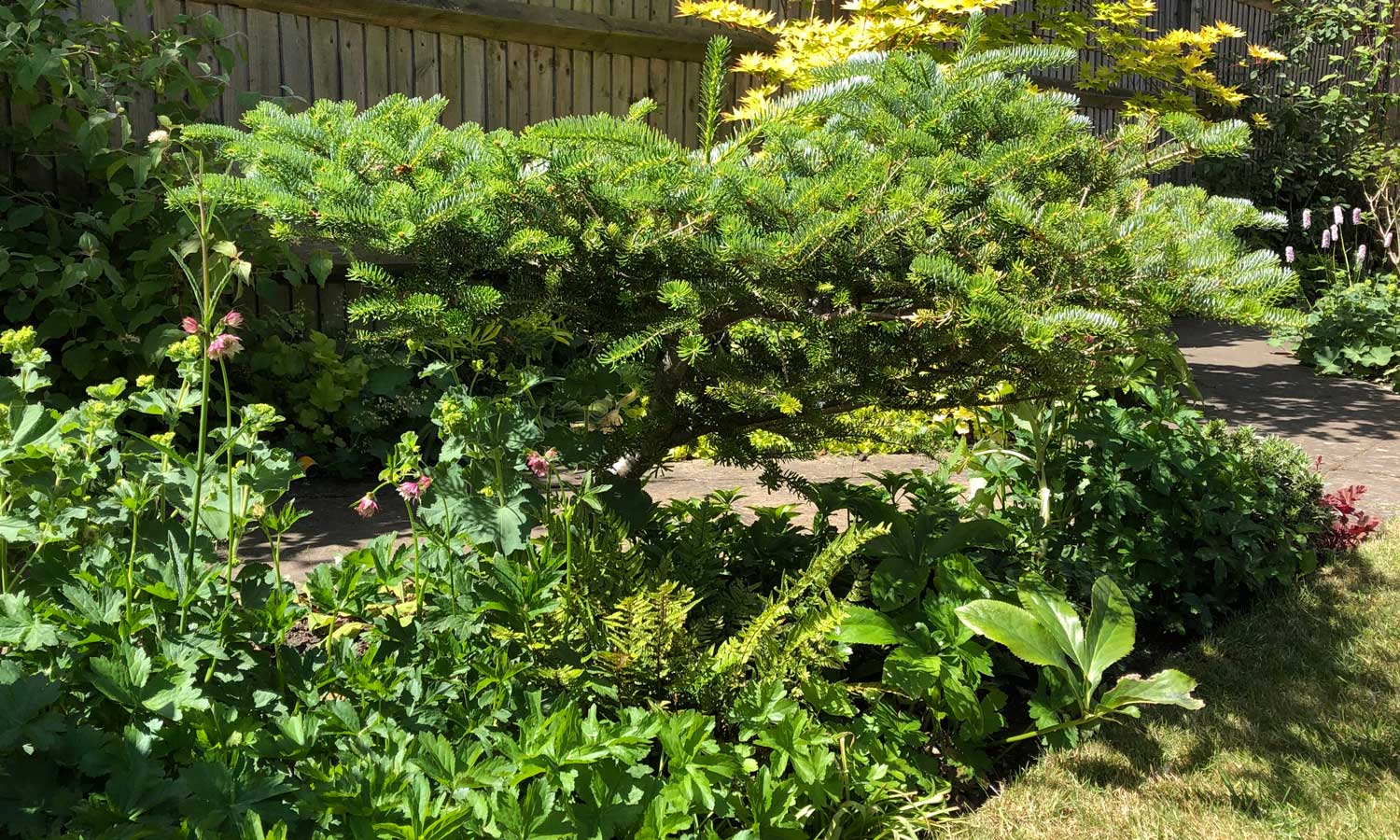 Abies Koreana, May 2020