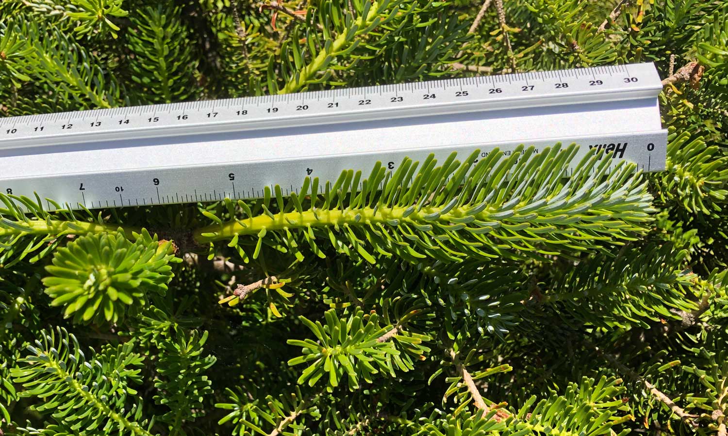 New growth on 19 May 2020