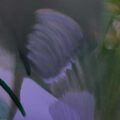 Thumbnail for post: The Echoes of Forgotten Nights: Sunyoung Hwang at the Nunnery Gallery