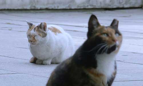 Two contented-looking cats