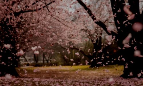 Cherry Blossom